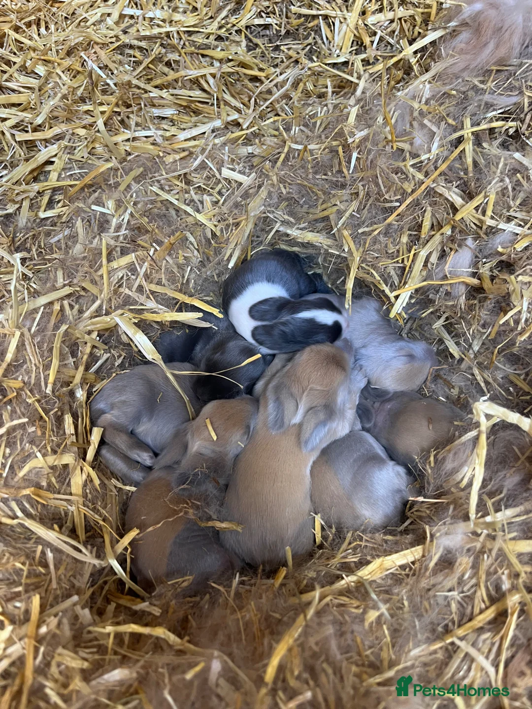 Lionhead rabbits for sale: Pure LionHead Rabbits - Advert 1