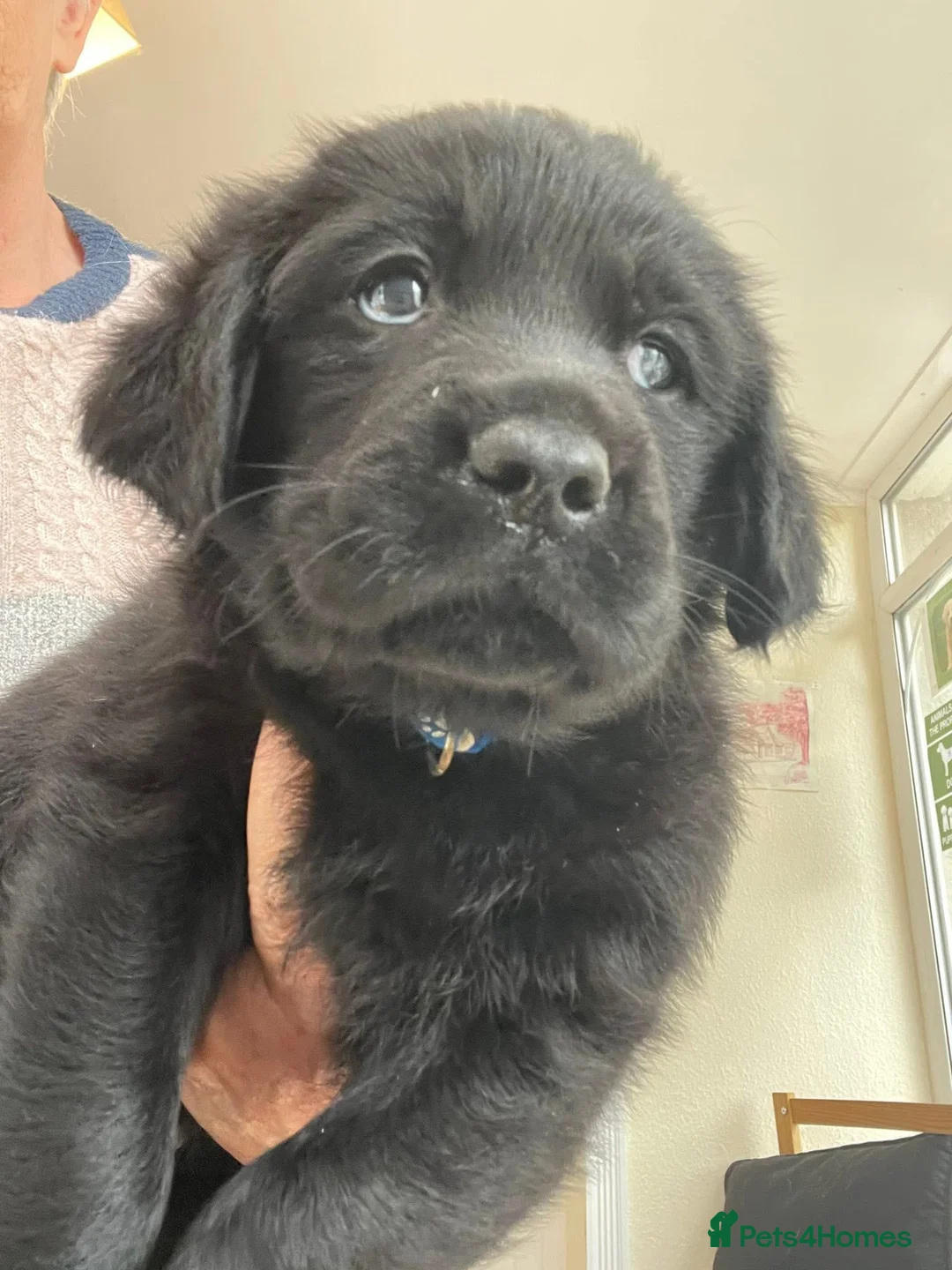 Goldador dogs for sale: One stunning goldador boy available ❤️ - Advert 2