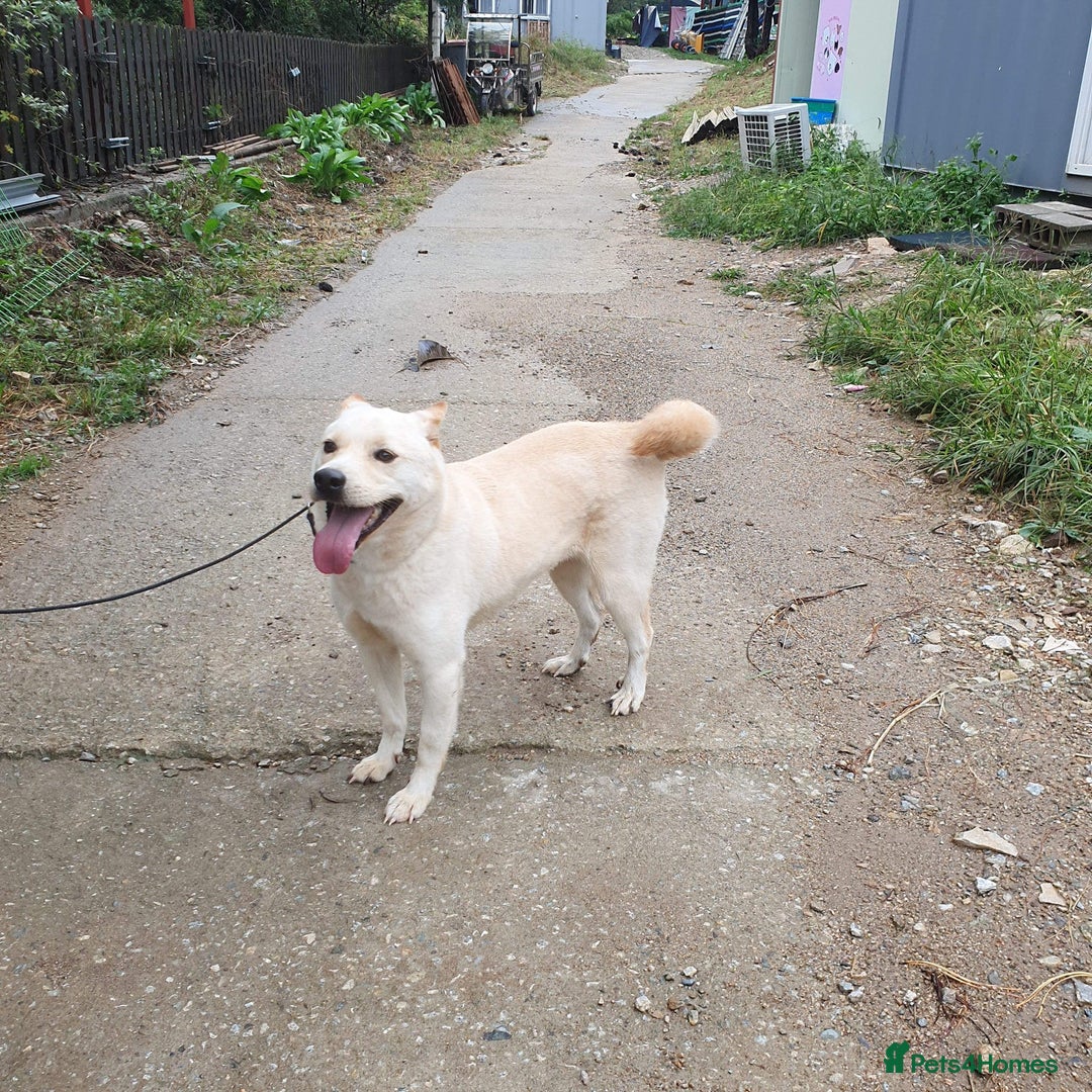 Japanese Shiba Inu dogs for adoption: jimmy 4 shiba mix meat trade survivor in Nottingham - Image 2