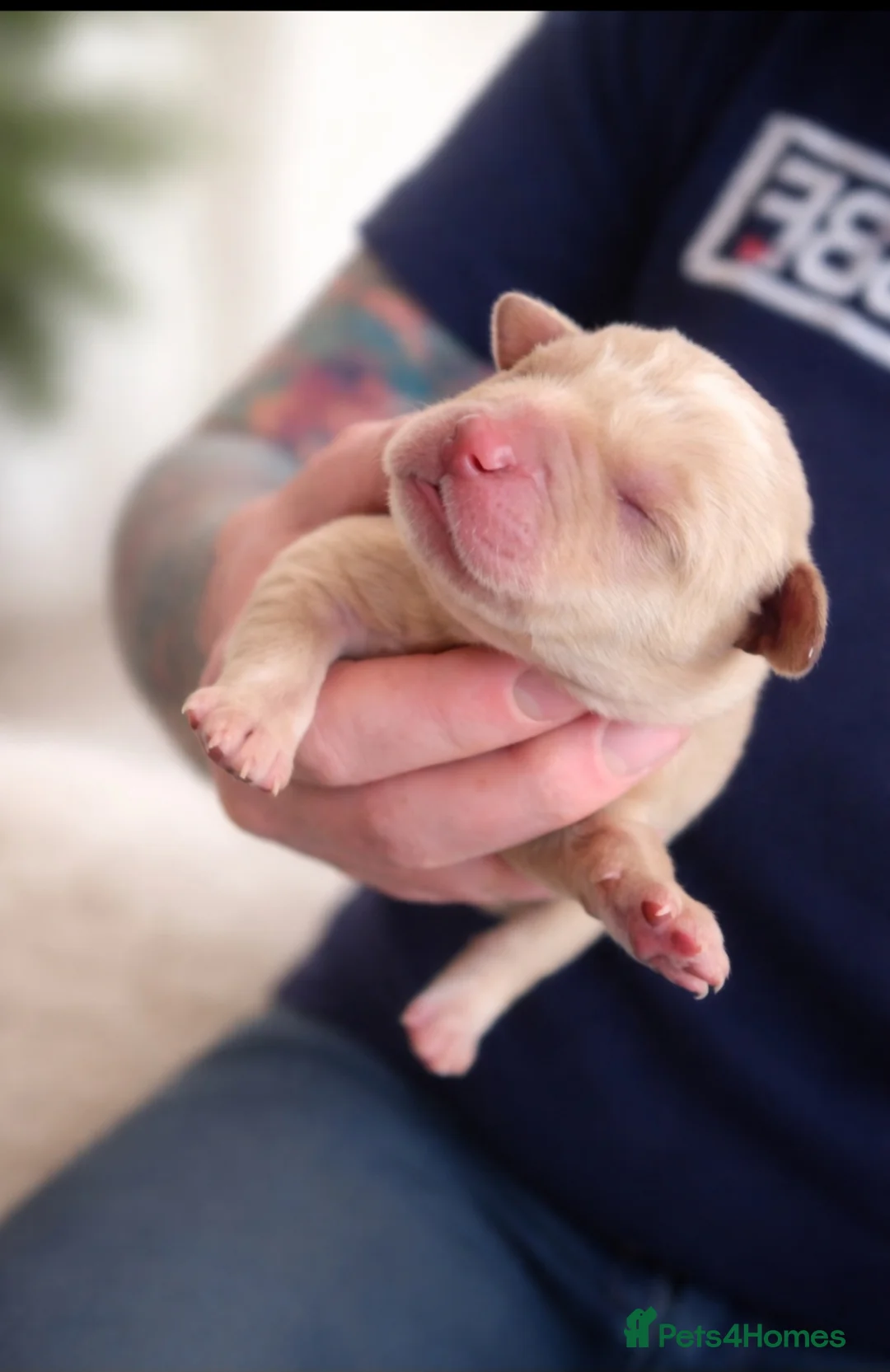 Labrador Retriever dogs for sale: Labrador litter - Advert 7