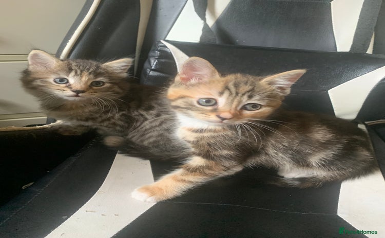 Mixed Breed cats - Advert 3