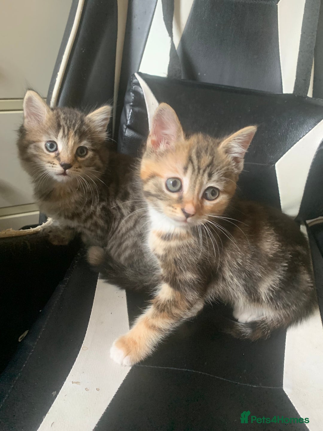 Mixed Breed cats for sale: Two gorgeous kittens for sale. - Image 1