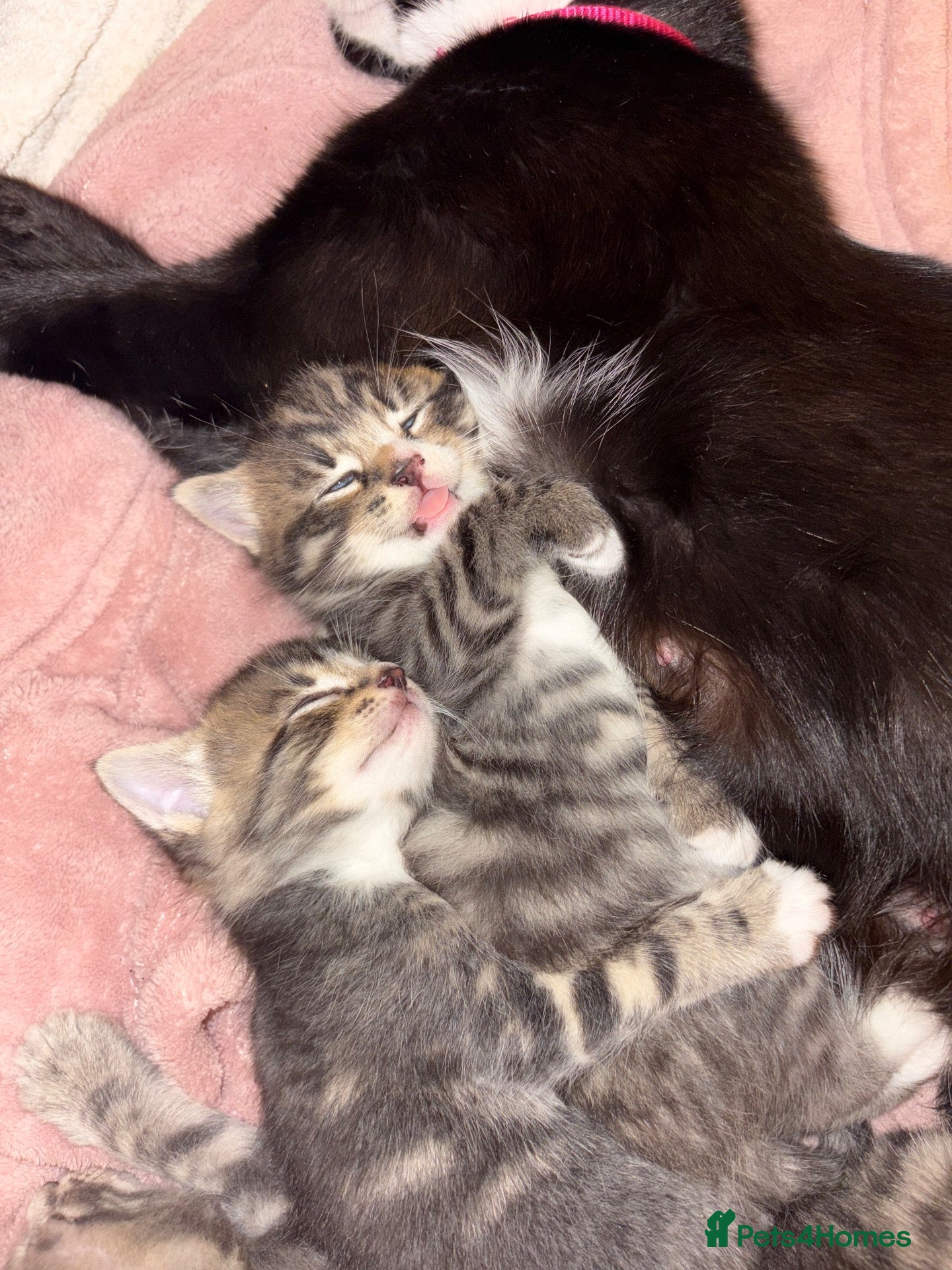 Maine Coon cats 2 MALES TABBY CROSS MAINECOON KITTENS - Advert 1