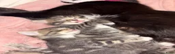 Maine Coon cats for sale: 2 MALES TABBY CROSS MAINECOON KITTENS - Advert 1