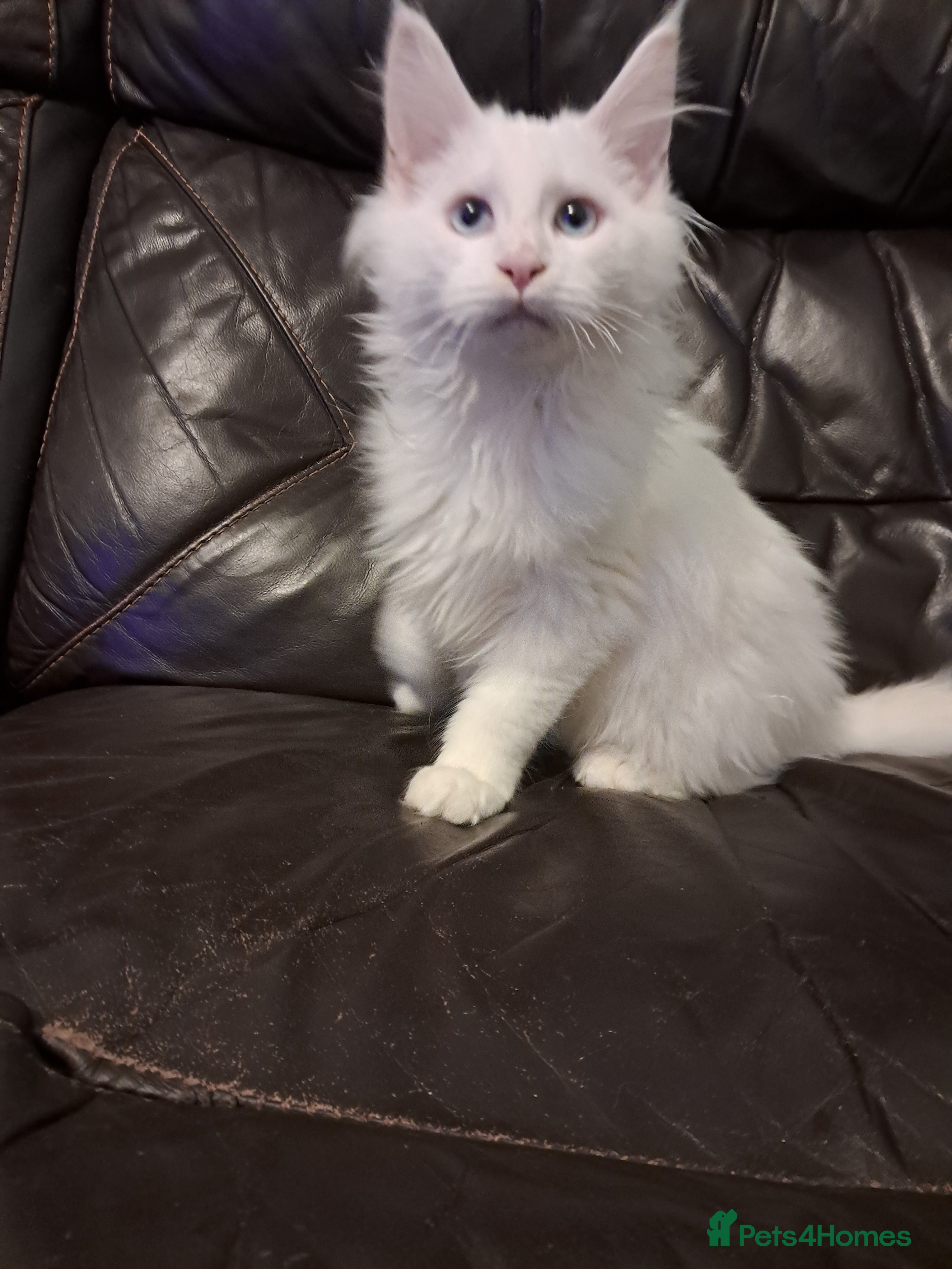Maine Coon cats TICA Reg maine coon kittens whites - Advert 7