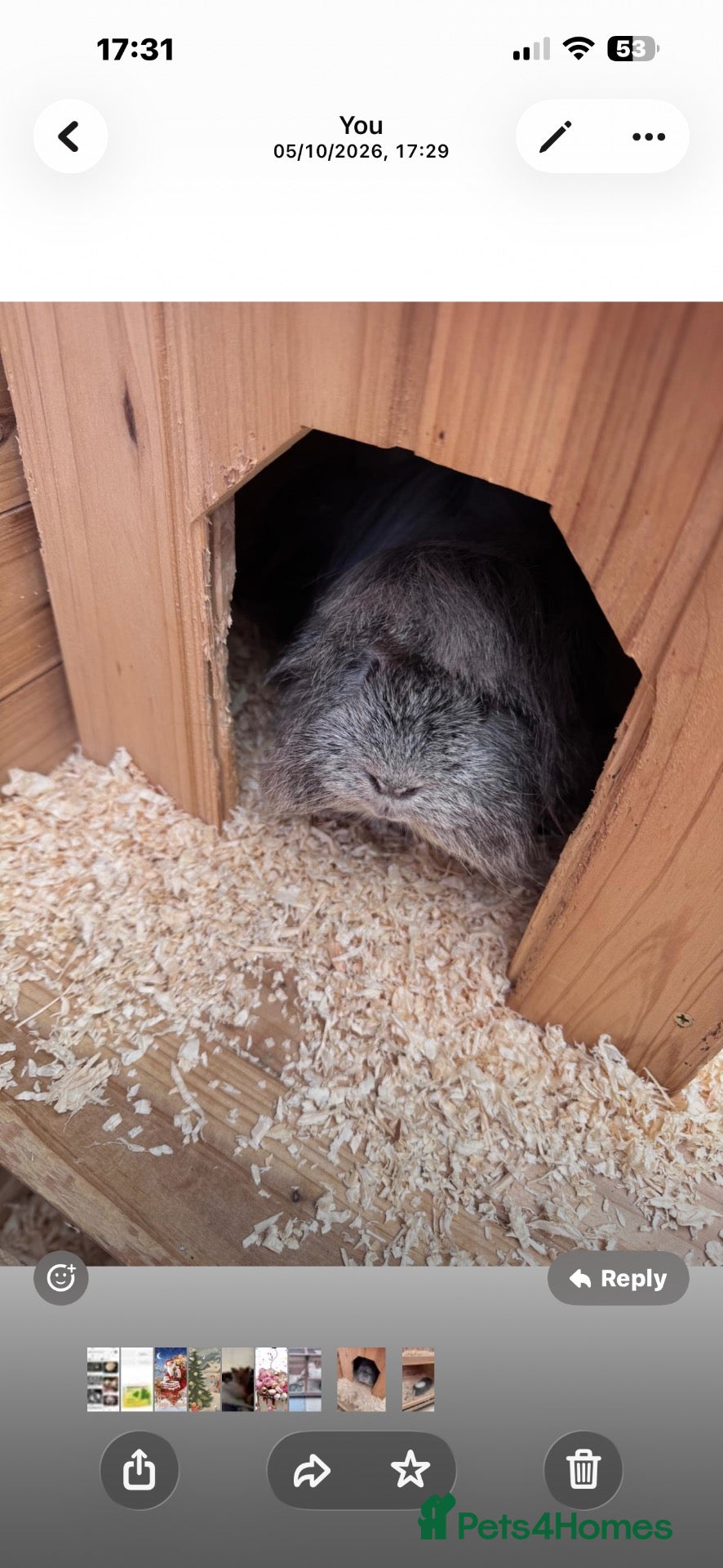 Guinea Pig rodents Two Guine Pigs boys  - Advert 1