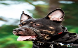 Rottweiler dogs for sale: Cali  - Image 2