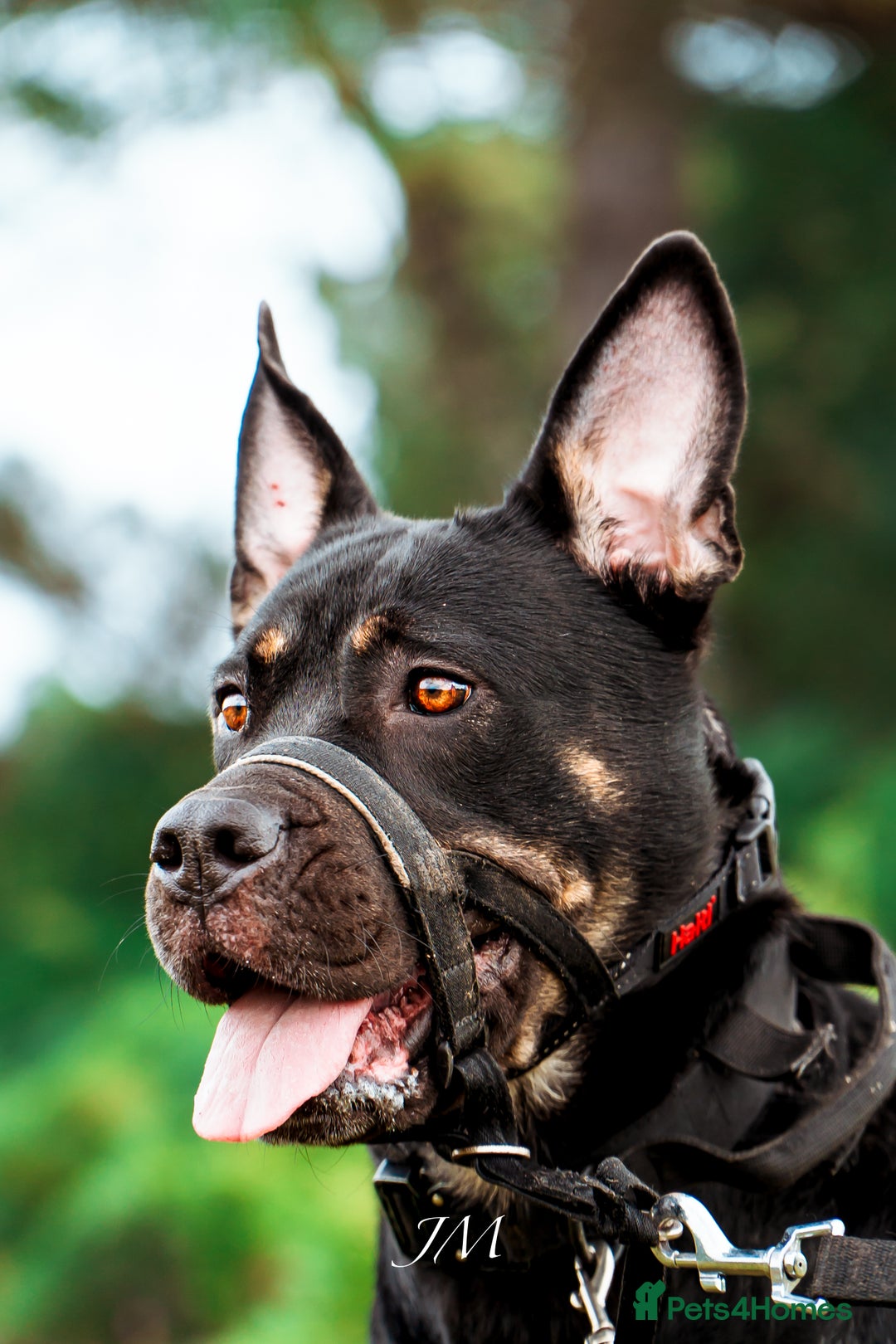 Rottweiler dogs for sale: Cali  - Image 2