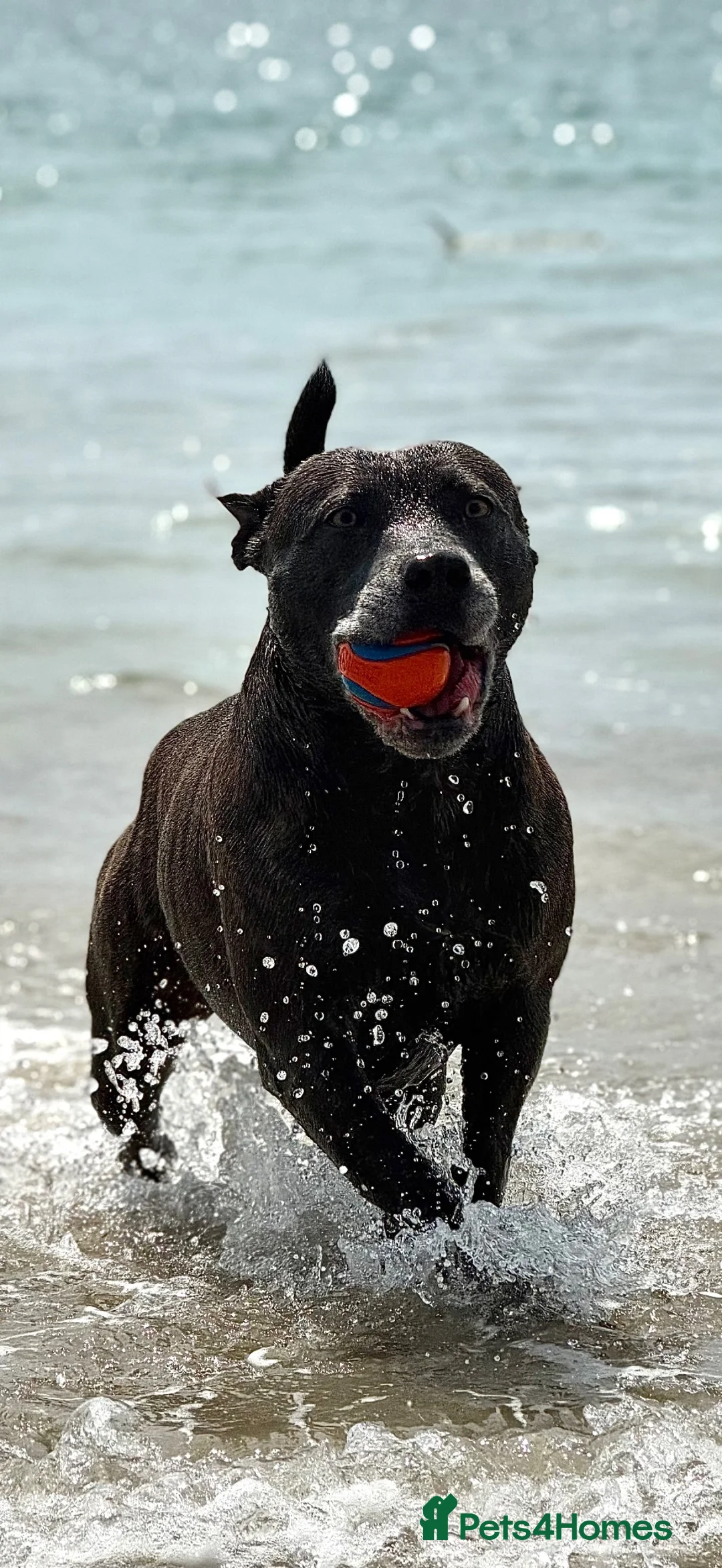 Staffordshire Bull Terrier dogs for stud: 🔥 GUNNA — STAFFY STUD AVAILABLE 🔥 in Croydon - Advert 2