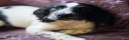 Sprocker dogs for sale: Beautiful Blue Roan Sprocker pups available.  - Advert 4