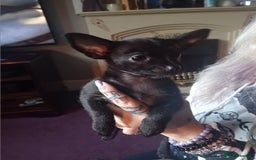 Chihuahua dogs for sale: 3 stunning chihuahua puppies - Image 2