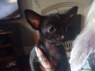 Chihuahua dogs - Advert 1