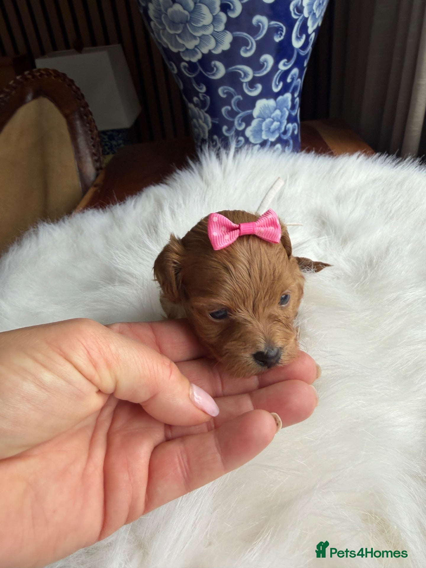 Maltipoo dogs for sale: 🧸 Exceptional Asian F1b Maltipoo Puppies - Advert 4