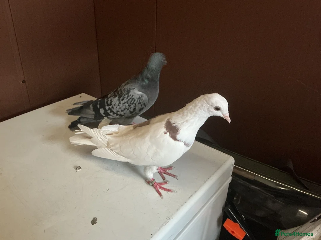 Pigeons birds for sale: A pair of young pigeons - Advert 1