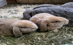French Lop rabbits for sale: Giant French lops  - Image 17