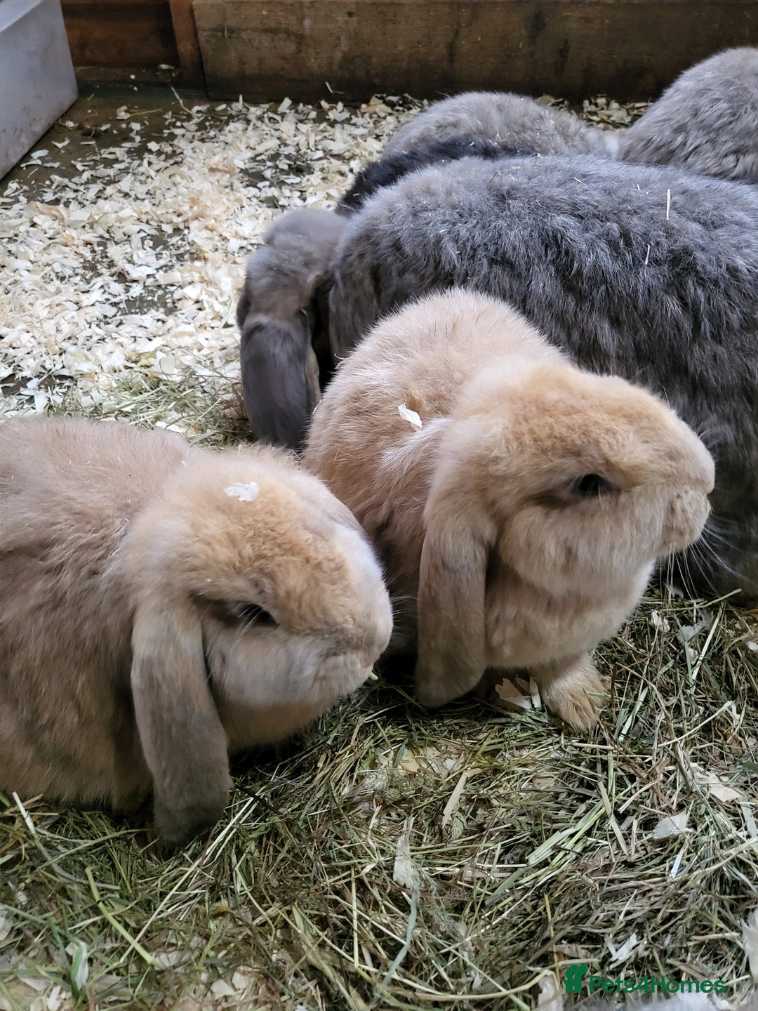 French Lop rabbits for sale: Giant French lops  - Image 17