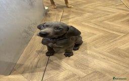 Weimaraner dogs for sale: 🐾 KC Weimaraners, ready now 🐾  - Advert 31