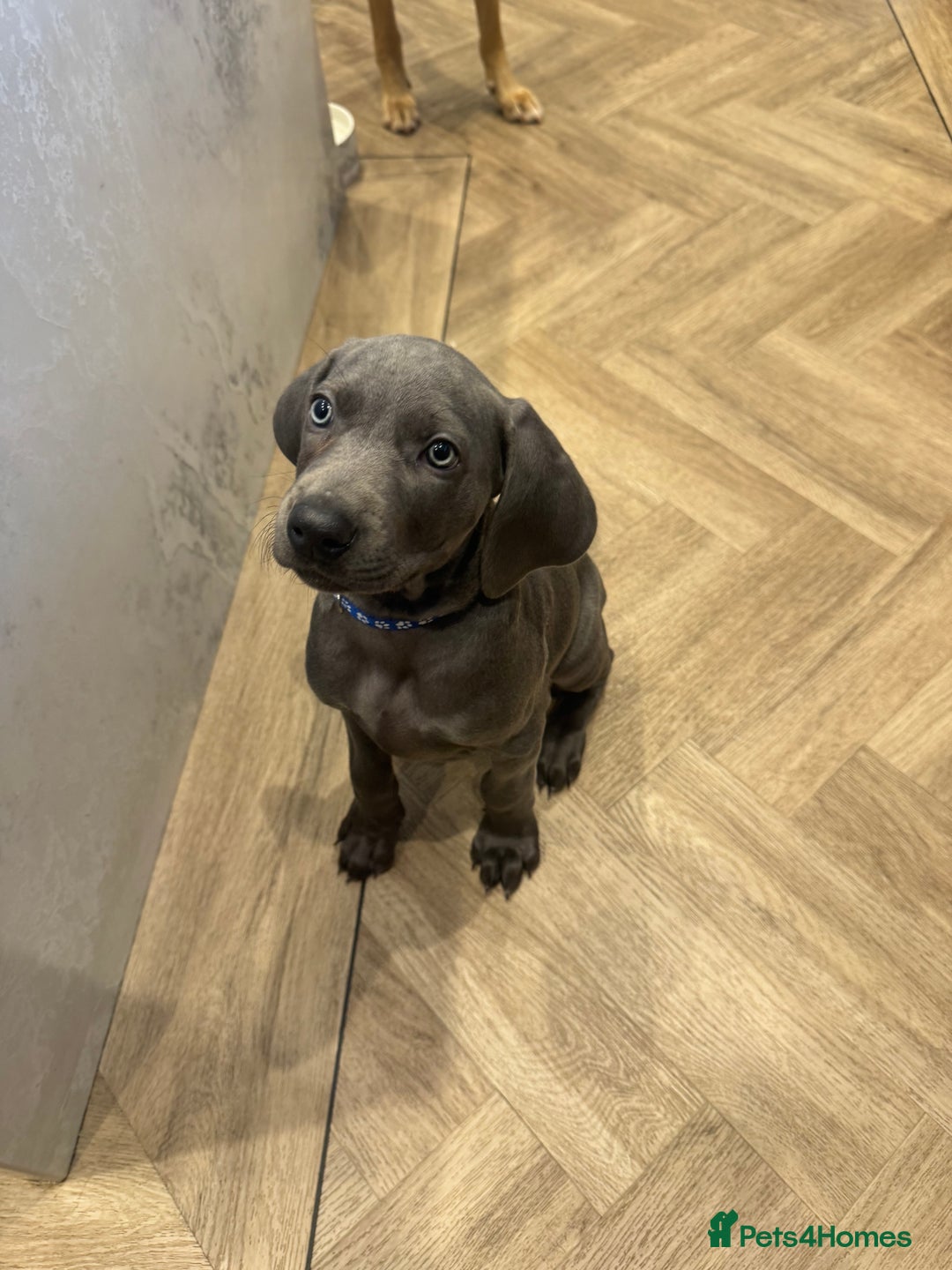 Weimaraner dogs for sale: 🐾 KC Weimaraners, ready now 🐾  - Advert 31