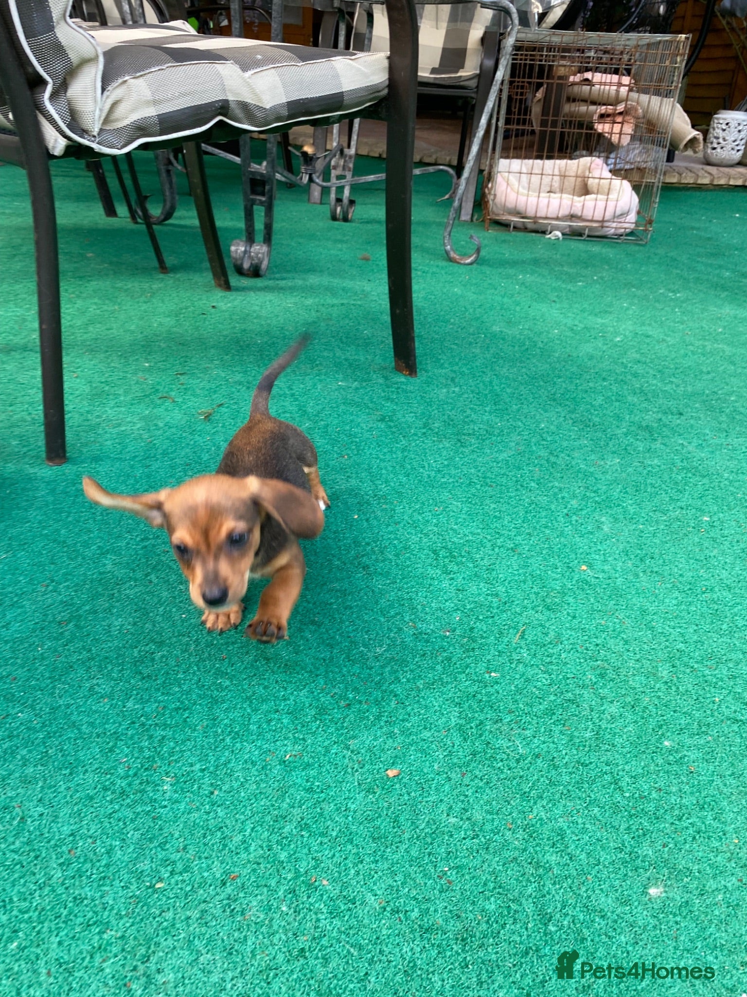 Jackshund dogs Miniature dachshund x jackrussal puppies  - Advert 1