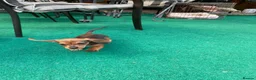 Jackshund dogs for sale: Miniature dachshund x jackrussal puppies  - Advert 6
