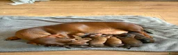 Miniature Dachshund dogs for stud: Beautiful Long Haired Full Cream Dachshund *Stud* - Advert 6