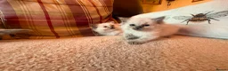 Ragdoll cats for sale: Beautiful Ragdol Kittens - Advert 9