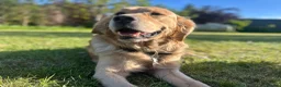 Golden Retriever dogs for stud: Handsome Golden boy for stud  - Advert 4
