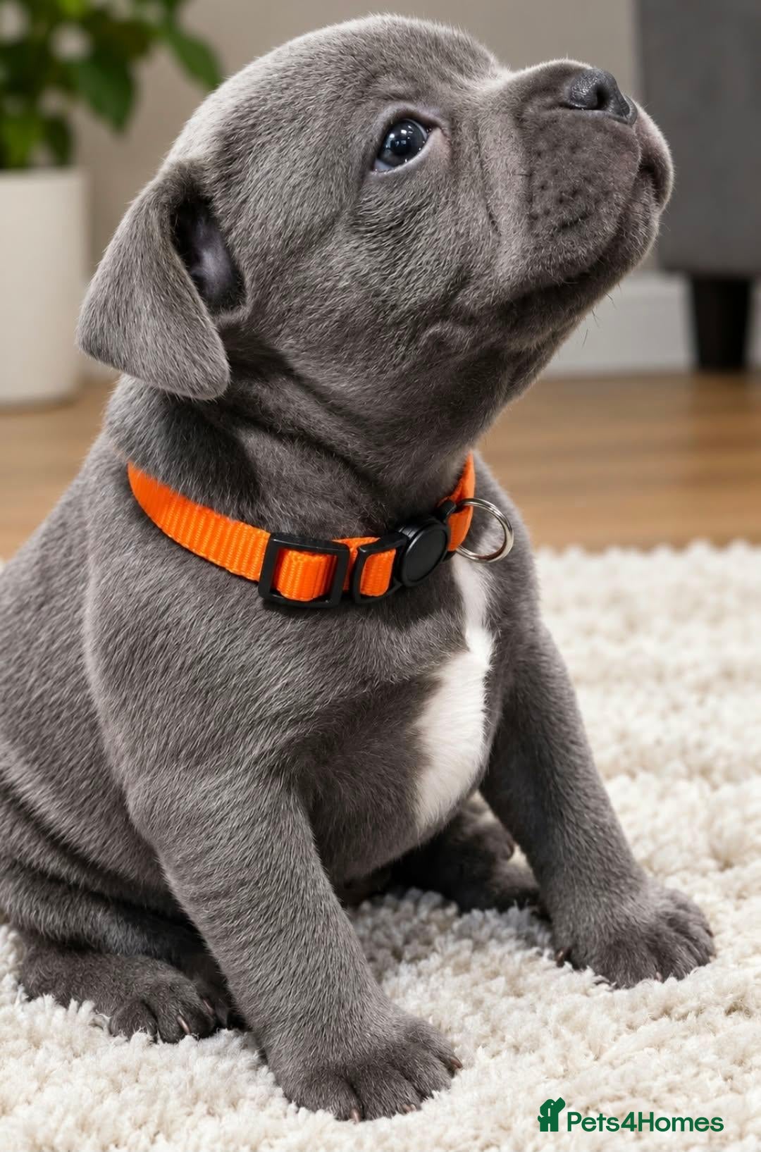Staffordshire Bull Terrier dogs Kc Reg Chunky Girl - Advert 7