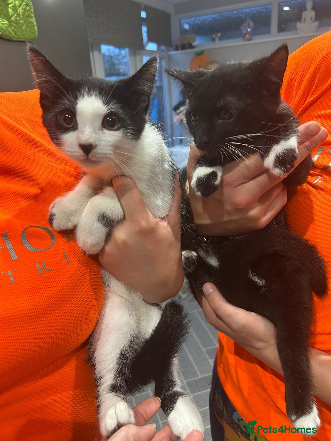 Mixed Breed cats for sale: Two kittens - Image 1