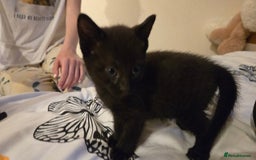 Mixed Breed cats for sale: 4 beautiful mixed breed playful kittens in Ingatestone - Image 7