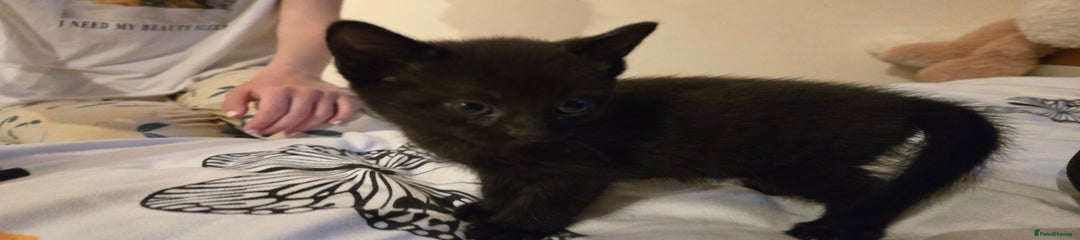 Kitten 3