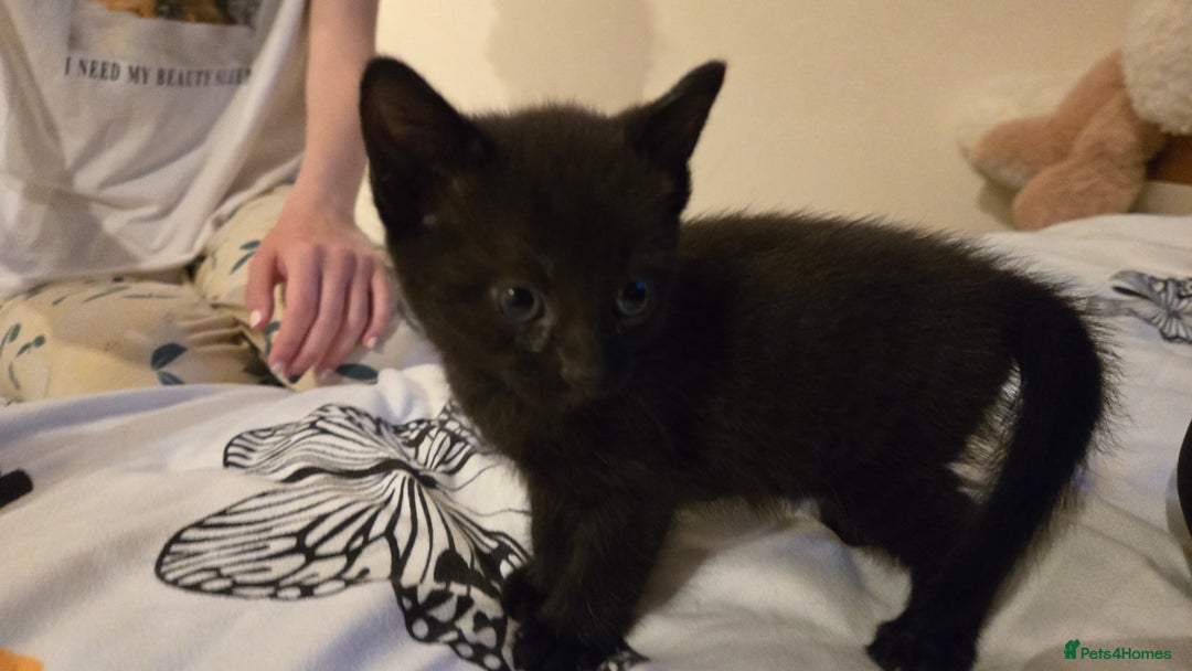 Mixed Breed cats for sale: 4 beautiful mixed breed playful kittens in Ingatestone - Image 7