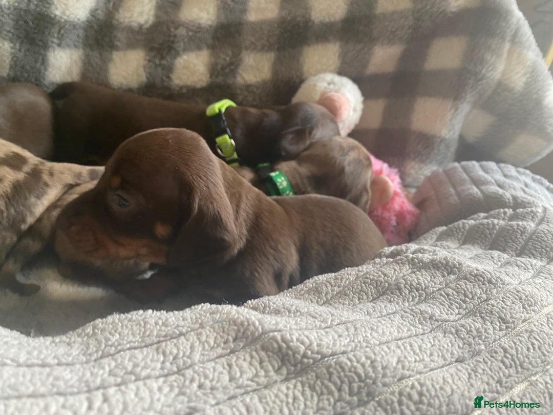 Miniature Dachshund dogs for sale: True Miniature Dachshunds KC Reg - Advert 16