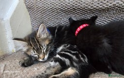 Mixed Breed cats for sale: Few lovely kittens ready for new lovely homes ! - Image 9