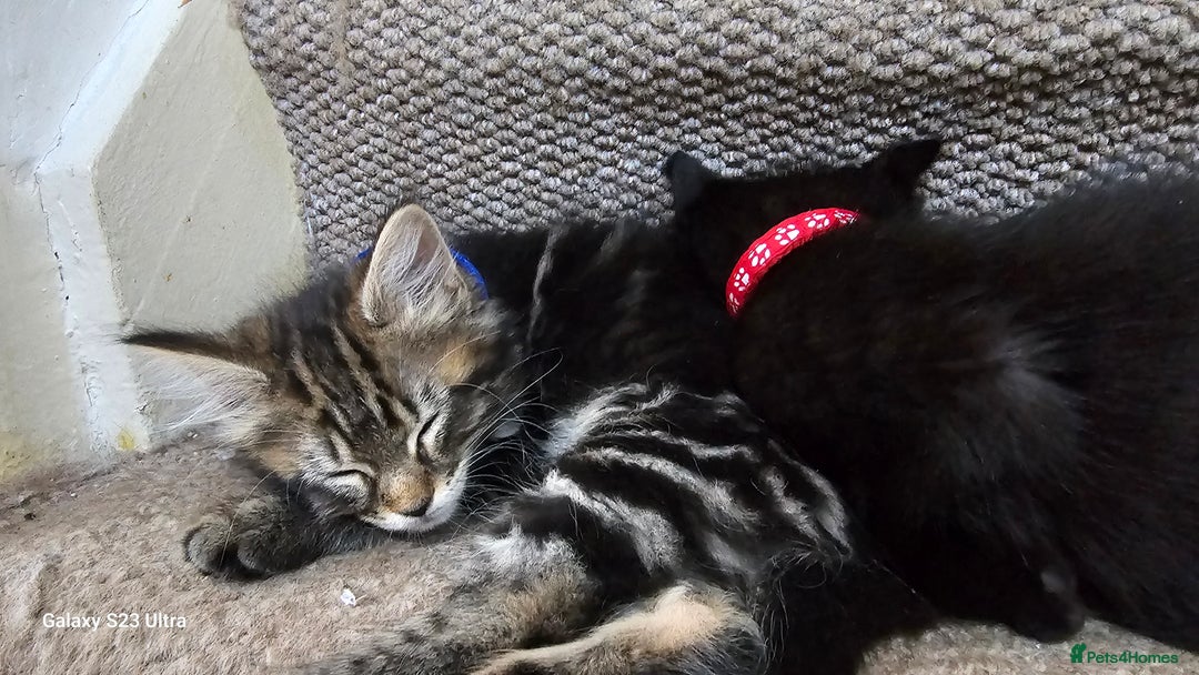 Mixed Breed cats for sale: Few lovely kittens ready for new lovely homes ! - Image 9