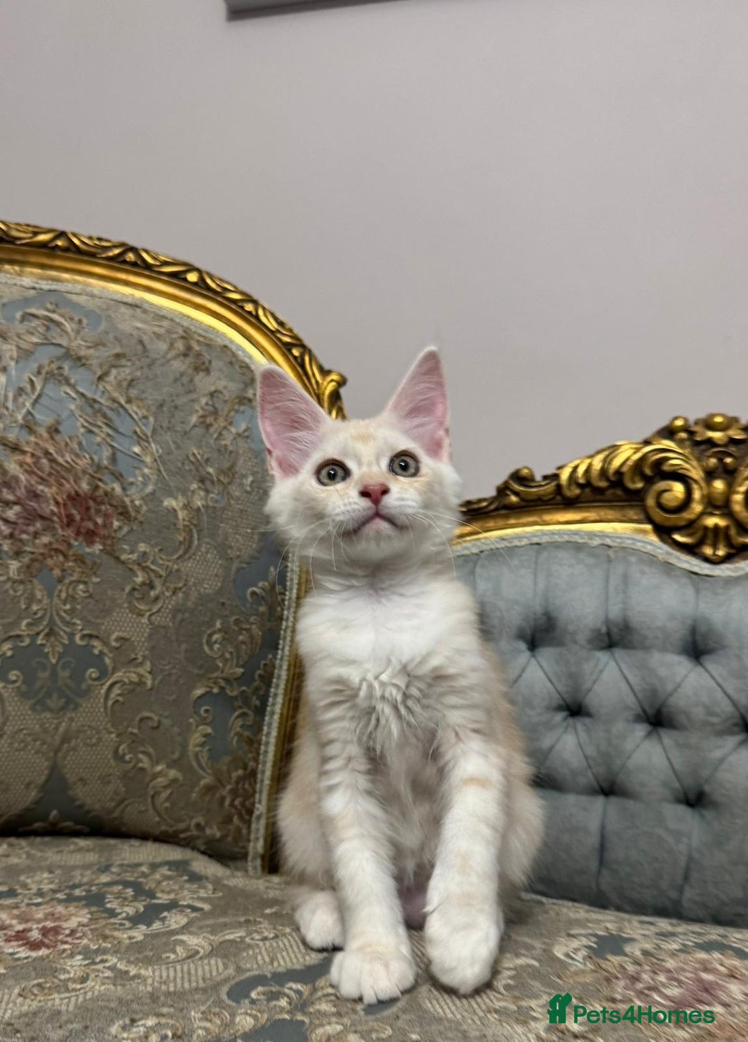 Maine Coon cats for sale: Maine Coon Kittens 🏆 20+ gen 🧬 pedigree 🎄🎄🎄 - Advert 30