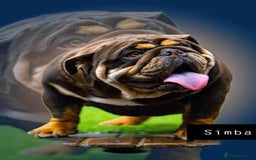 English Bulldog dogs for stud: Chocolate and tan stud includes 2 ai in Walsall - Image 1