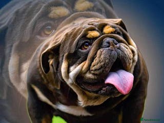 English Bulldog dogs Chocolate and tan stud includes 2 ai in Walsall - Advert 24