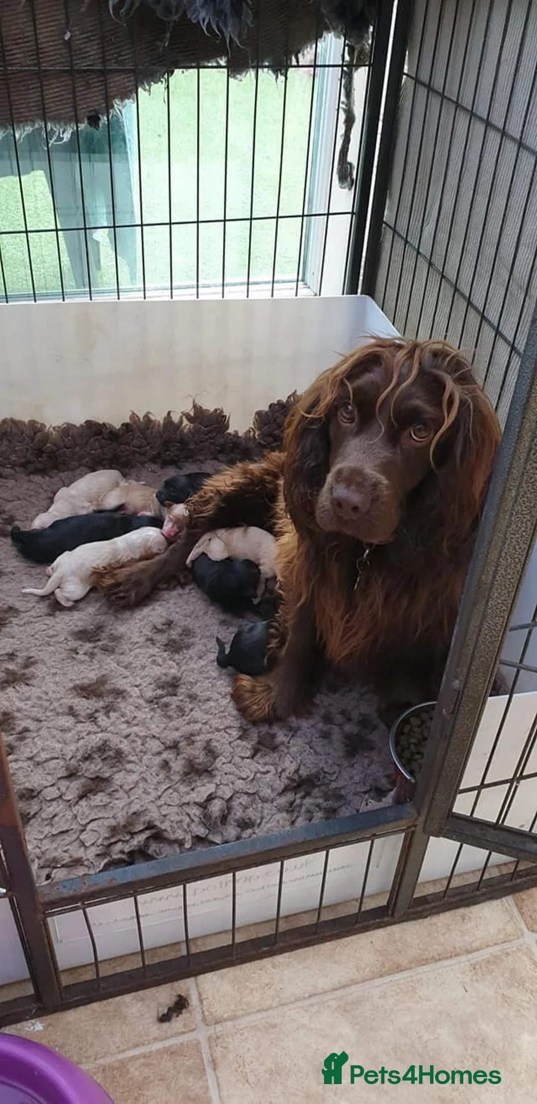 Miniature Poodle dogs for stud: KC Apricot Miniature Poodle STUD in Christchurch - Advert 10