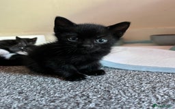 Mixed Breed cats for sale: Adorable kittens ready now - Image 6