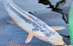 Koi Carp fish for sale: KOI FOR SALE - Image 6