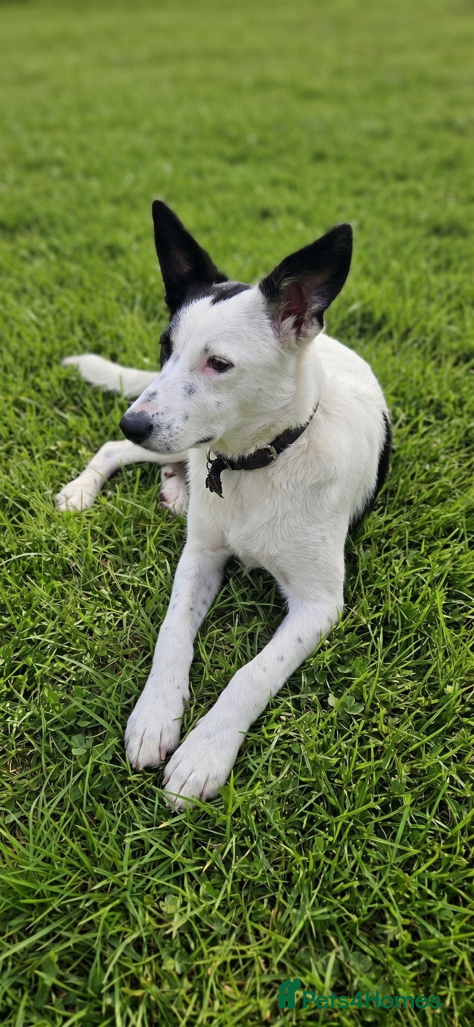 Mixed Breed dogs 🐾Balla Smart Playful Puppy Collie/Lurcher Mix - Advert 5