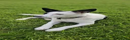 Mixed Breed dogs for adoption: 🐾Balla Smart Playful Puppy Collie/Lurcher Mix - Advert 1