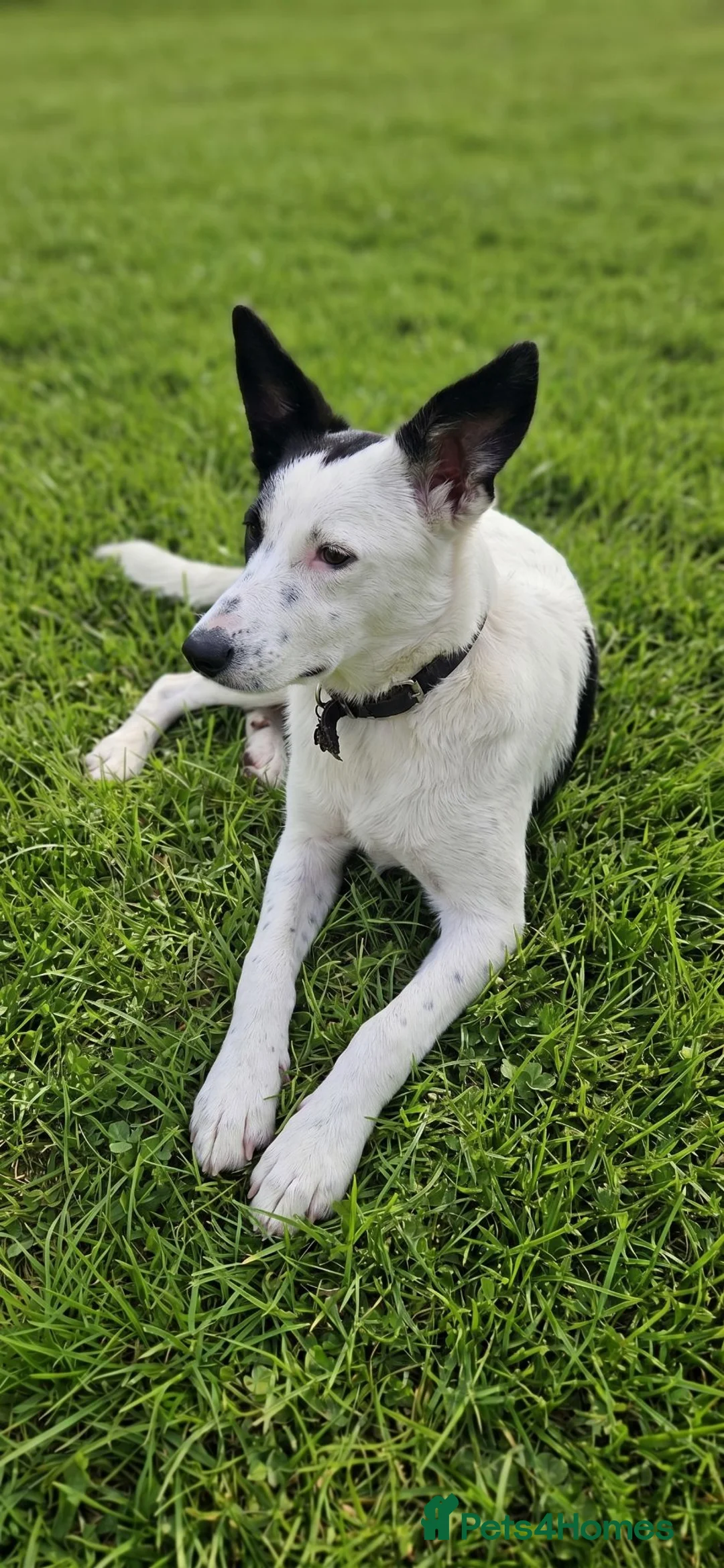Mixed Breed dogs for adoption: 🐾Balla Smart Playful Puppy Collie/Lurcher Mix - Advert 1