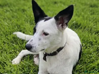 Mixed Breed dogs 🐾Balla Smart Playful Puppy Collie/Lurcher Mix - Advert 5