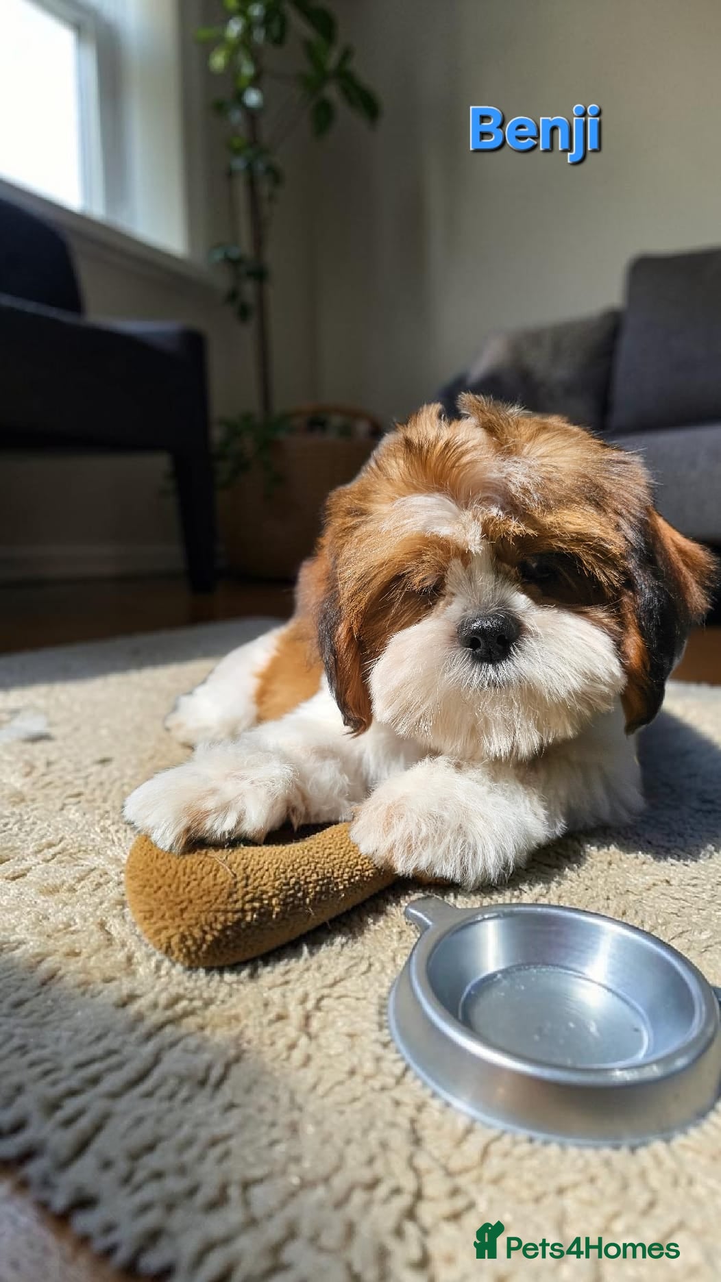 Shih Tzu dogs  💞 QUALITY STANDARD SHIH TZU 💕 - Advert 6