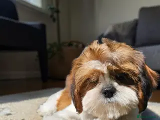 Shih Tzu dogs 💞 QUALITY STANDARD SHIH TZU 💕 - Advert 6