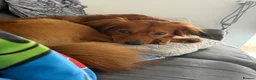 Kokoni dogs for sale: STUD  in Sunderland - Advert 3