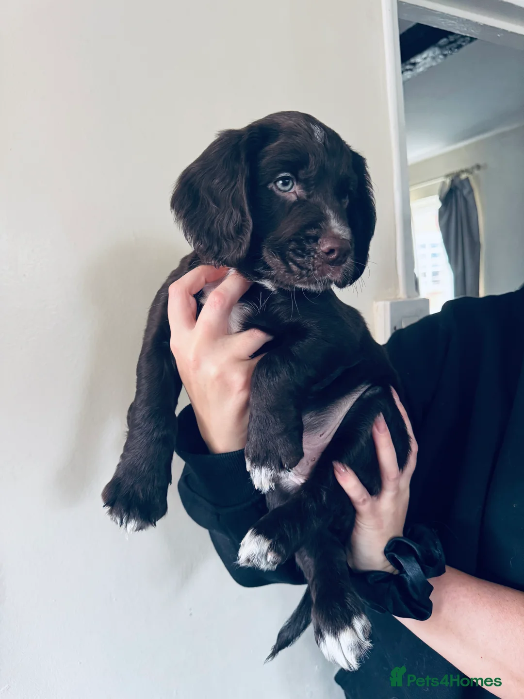 Sprocker dogs for sale: Sprocker boy  - Advert 2