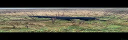 German Shorthaired Pointer dogs for sale: Best of the best German shorthair working pointers in Worksop - Advert 7